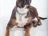 Amerikansk staffordshire terrier Jackson