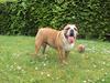 Engelsk bulldog Chili