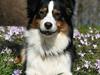 Australian shepherd Gracie
