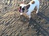 Fransk bulldog Sille
