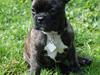 Fransk bulldog Payton <3