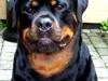 Rottweiler Tayson
