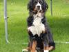 Berner sennenhund Vanilla