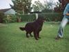 Flat coated retriever Nikko *1995-2006* [ Himmelhund]