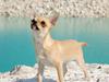 Chihuahua Hueños Malina