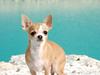 Chihuahua Saga
