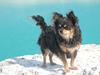 Chihuahua Nona