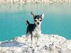 Chihuahua Dika