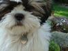 Blanding af racer Zarzu (Tidligere hund) [Tidl. hund]