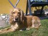 Cocker spaniel molly