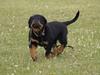 Rottweiler Kakestto's Fenris