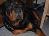Rottweiler Rico<3
