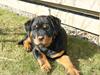 Rottweiler Kakestto's Geisha
