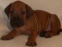 Rhodesian ridgeback Dalton