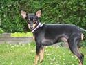Dvaergpinscher Chikita