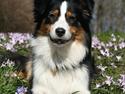 Australian shepherd Gracie
