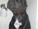 Blanding af racer GD&ROTTWEILER - Cola -