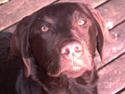 Labrador retriever Choko