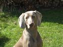 Weimaraner Hot Shoot´s Jeco