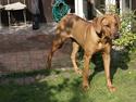 Rhodesian ridgeback Tabili