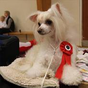 Chinese crested powder puff Sophie