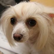 Chinese crested powder puff Sophie