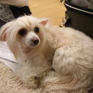 Chinese crested powder puff Sophie