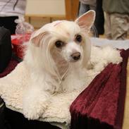 Chinese crested powder puff Sophie