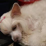 Chinese crested powder puff Sophie