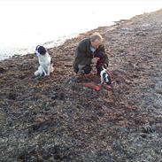 Field Trial spaniel Sif