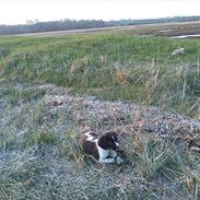 Field Trial spaniel Sif