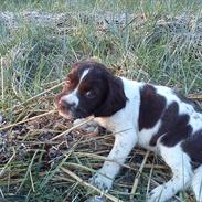 Field Trial spaniel Sif