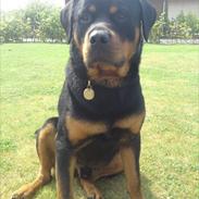 Rottweiler Dika Diabolos Frentzen
