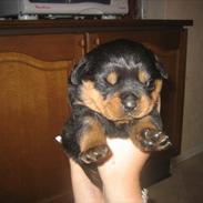 Rottweiler Dika Diabolos Frentzen