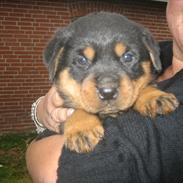 Rottweiler Dika Diabolos Frentzen