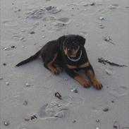 Rottweiler Dika Diabolos Frentzen