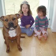 Staffordshire bull terrier Ludwig 