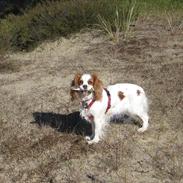Cavalier king charles spaniel Bailey