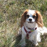 Cavalier king charles spaniel Bailey