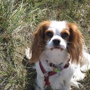 Cavalier king charles spaniel Bailey