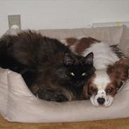 Cavalier king charles spaniel Bailey