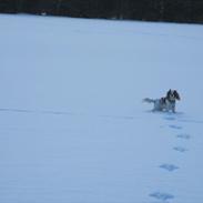 Cavalier king charles spaniel Bailey
