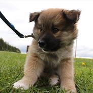 Islandsk fårehund Victor