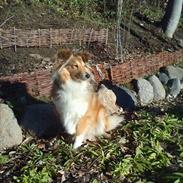 Shetland sheepdog Troldeskov's Golden Oline