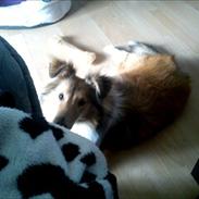 Shetland sheepdog Troldeskov's Golden Oline