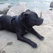 Staffordshire bull terrier Loco R.I.P. <3