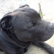 Staffordshire bull terrier Loco R.I.P. <3