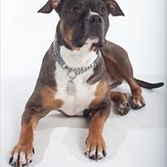 Amerikansk staffordshire terrier Jackson