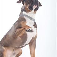 Amerikansk staffordshire terrier Jackson