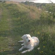 Golden retriever Chanti
